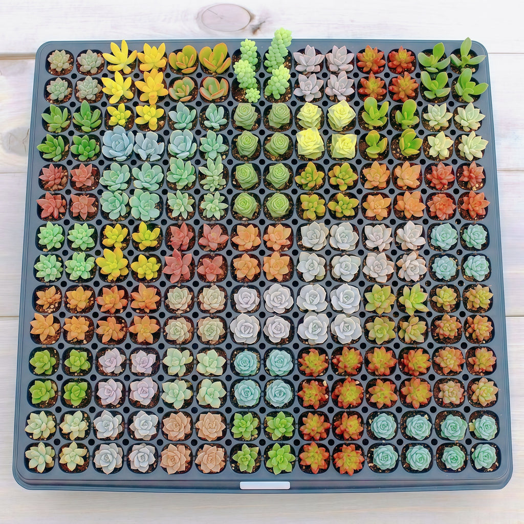 Live Succulents with Roots 12 Pack 10 Varieties Assorted Succulent Plants for Beginners Garden DIY Projects Wedding Favors Party Decorations Indoor Outdoor Planting