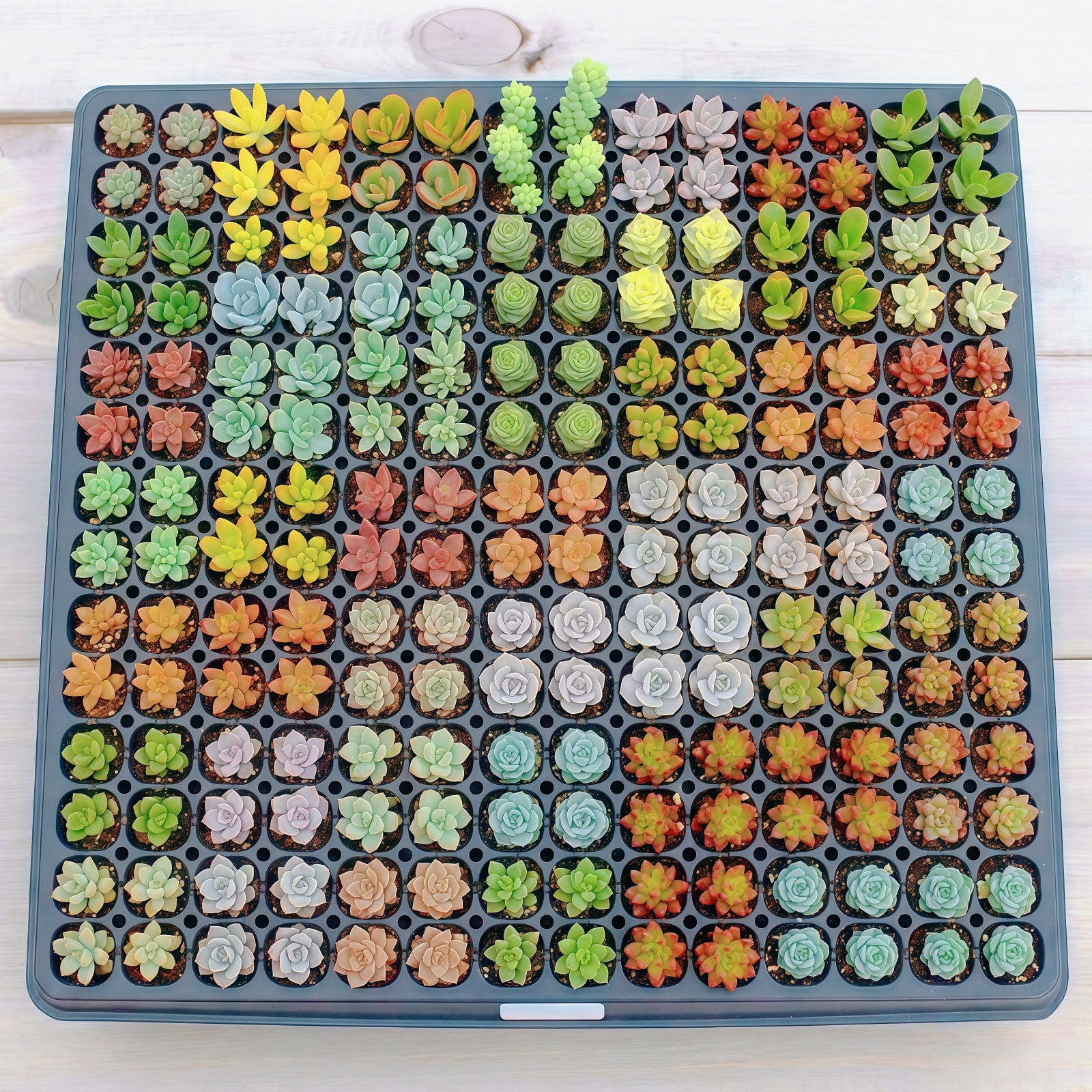 Live Succulents with Roots 12 Pack 10 Varieties Assorted Succulent Plants for Beginners Garden DIY Projects Wedding Favors Party Decorations Indoor Outdoor Planting