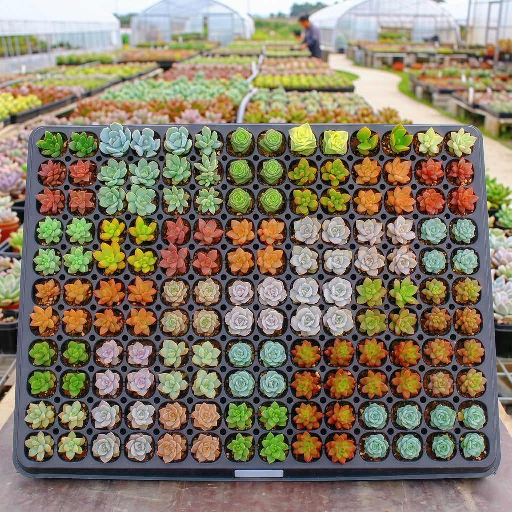 Live Succulents with Roots 12 Pack 10 Varieties Assorted Succulent Plants for Beginners Garden DIY Projects Wedding Favors Party Decorations Indoor Outdoor Planting