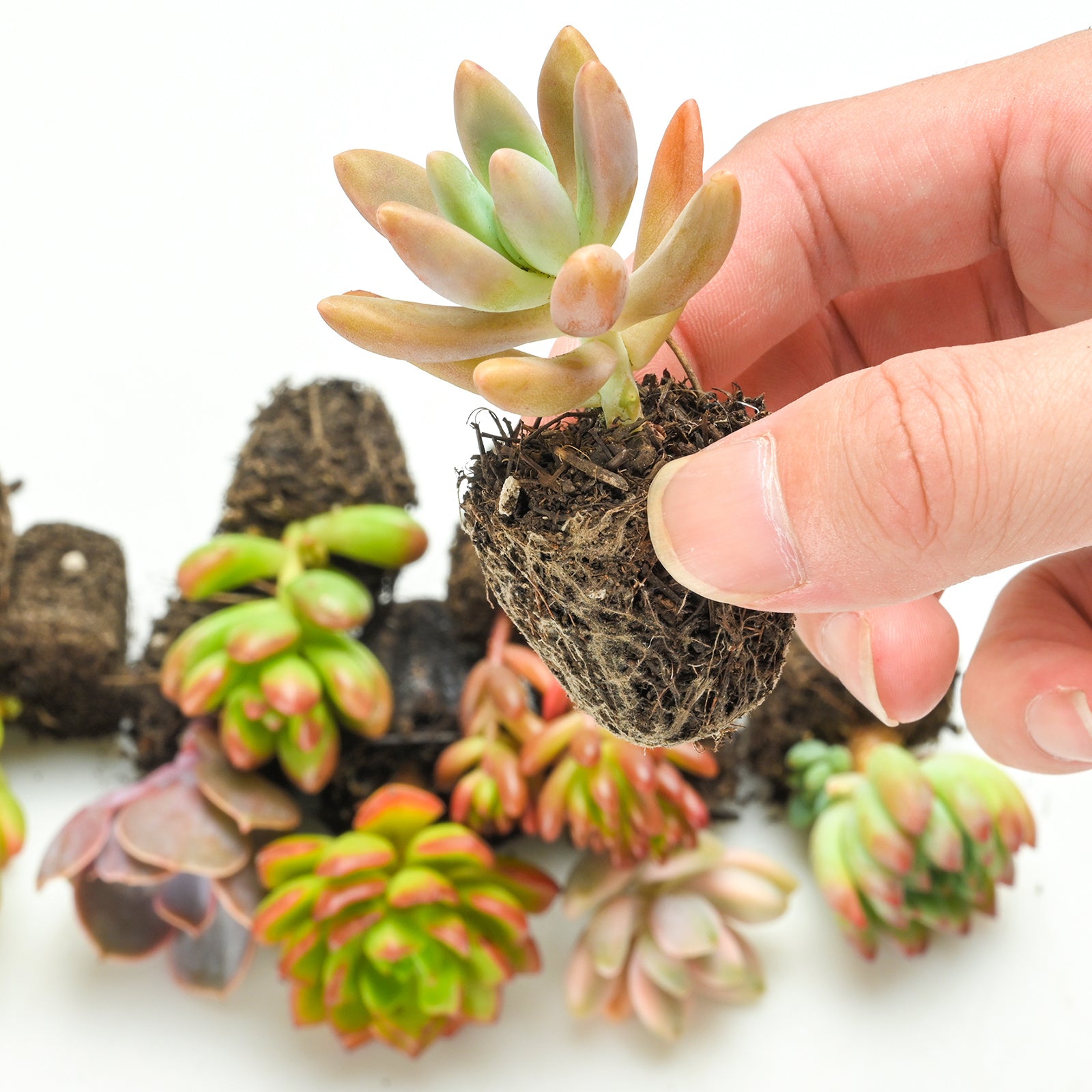 Live Succulents with Roots 12 Pack 10 Varieties Assorted Succulent Plants for Beginners Garden DIY Projects Wedding Favors Party Decorations Indoor Outdoor Planting