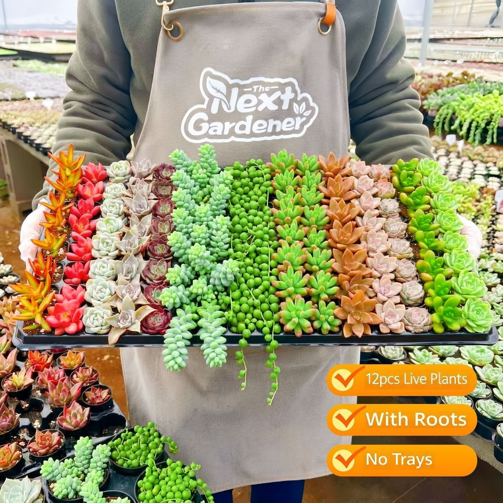 Live Succulents with Roots 12 Pack 10 Varieties Assorted Succulent Plants for Beginners Garden DIY Projects Wedding Favors Party Decorations Indoor Outdoor Planting