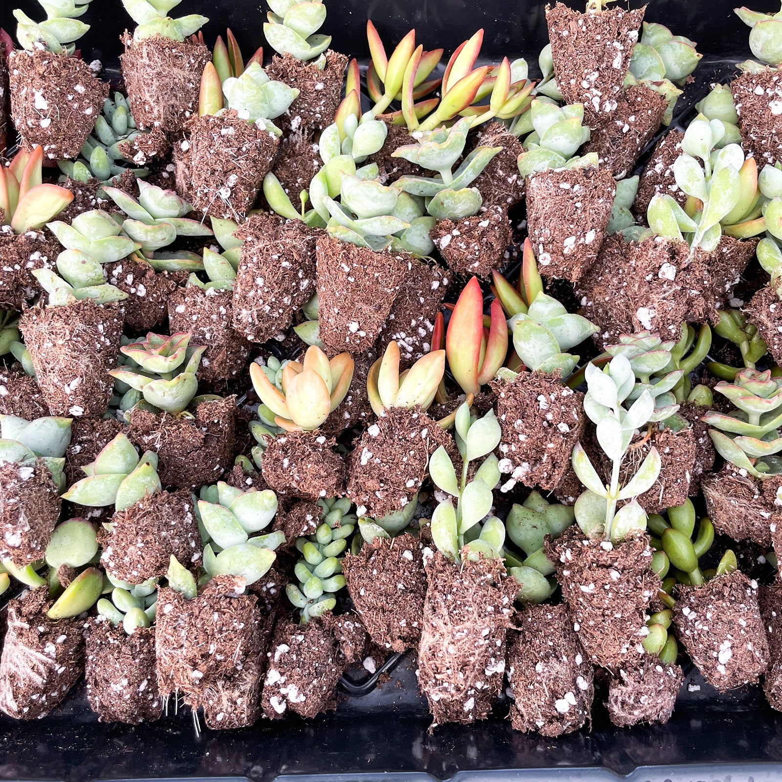 Live Succulents with Roots 12 Pack 10 Varieties Assorted Succulent Plants for Beginners Garden DIY Projects Wedding Favors Party Decorations Indoor Outdoor Planting